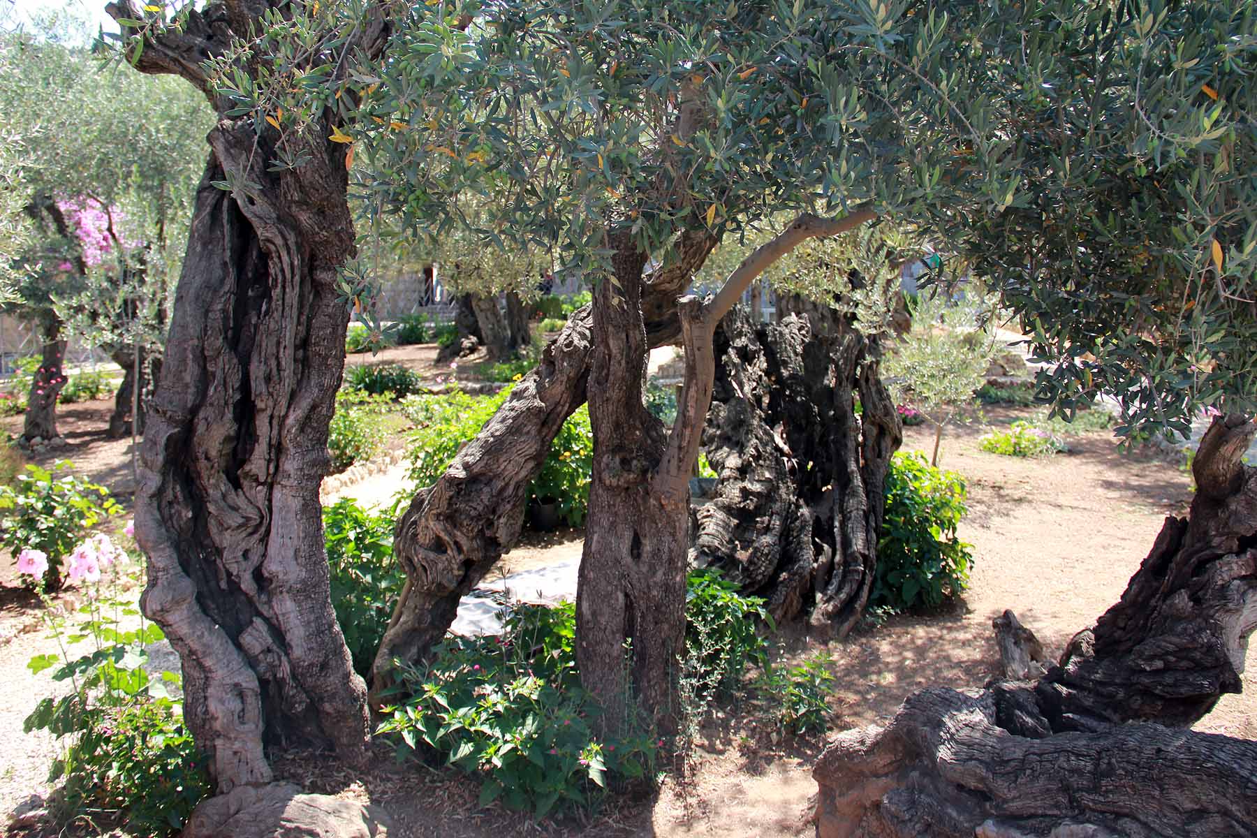 Gethsemane image 27
